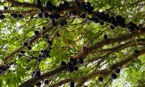Chácara em Ibiúna! Interior de SP