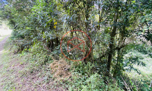 Terreno de 1 alqueire a 500mts do alfalto!