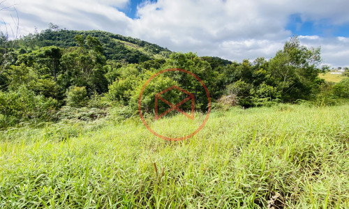 Terreno de 1 alqueire a 500mts do alfalto!