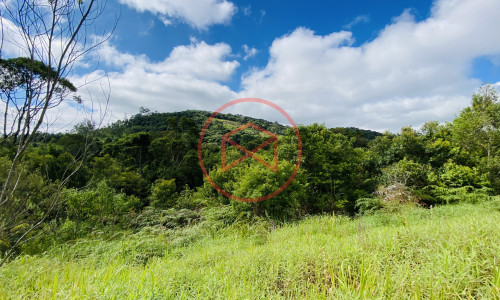 Terreno de 1 alqueire a 500mts do alfalto!