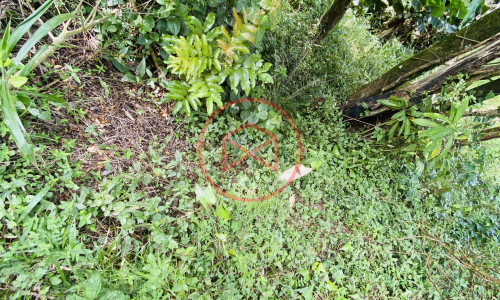 Terreno de 1 alqueire a 500mts do alfalto!