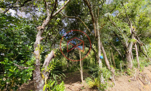 Terreno de 1 alqueire a 500mts do alfalto!