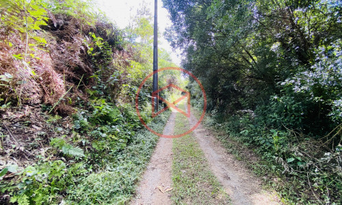 Terreno de 1 alqueire a 500mts do alfalto!