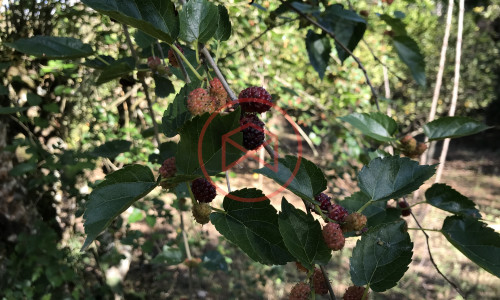 Chácara Antes do Centro de Ibiuna!!