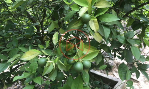 Chácara em Condomínio Fechado!!