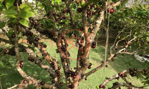 Chácara em Ibiúna Próximo ao Centro !