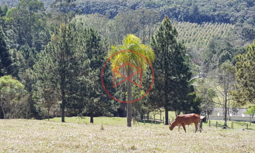 Sítio com 7 alqueires antes do Centro de Ibiuna!!